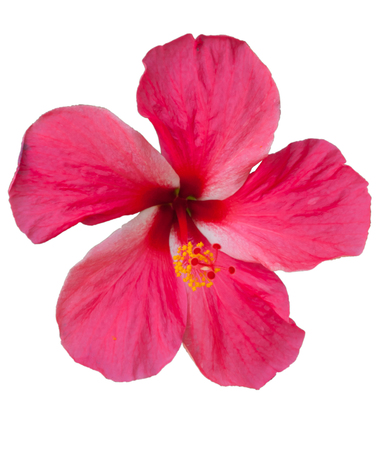 Blossoming red Hibiscus flower isolated on whiteの写真素材