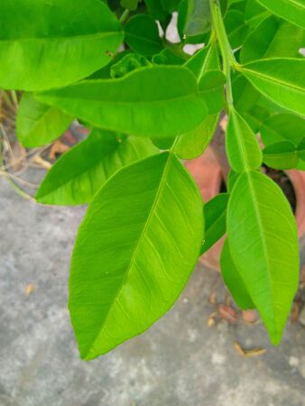Green leaves of sweet lemon tree summer fruitの素材