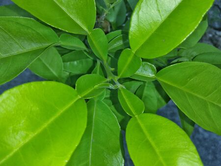 Green leaves of sweet lemon tree summer fruitの素材
