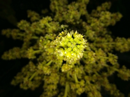 Whole mango flower inflorescence yellow black backgroundの素材