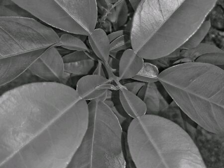 Sweet lemon plant of summer days black and whiteの素材