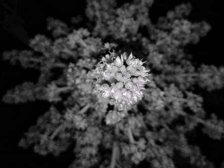 Mangifera indica mango plant inflorescence flowerの素材