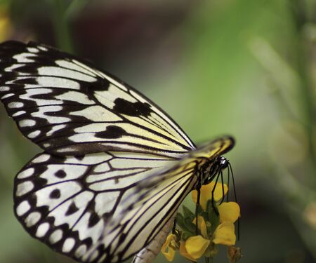 Colorful black, yellow, white butterfly on a yellow flowerのeditorial素材