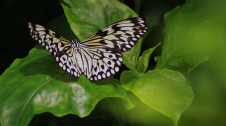 Colorful black, yellow and white butterfly on green leavesのeditorial素材