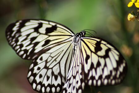 Colorful black, yellow and white butterfly flying toward a yellow flowerのeditorial素材