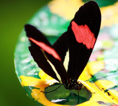 Colorful black, rose, white lined dotted butterfly on a Platoのeditorial素材