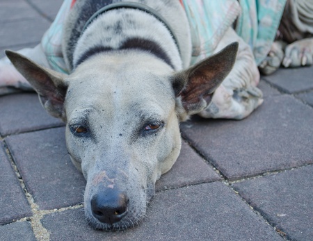 The neglected or abandoned Old  sad dog in the templeの写真素材