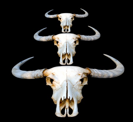Thai water buffalo skulls on back の写真素材