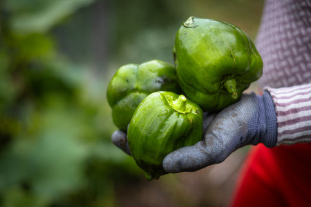Freshly cut green bell peppers held in a hand in a garden in Finale Ligure, Italy.の写真素材