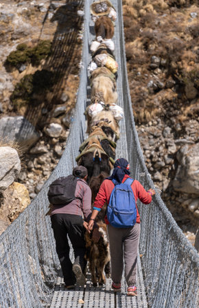 A man and a woman herding yaks across a suspension bridge in Thame valley, Himalayas, Nepalの写真素材