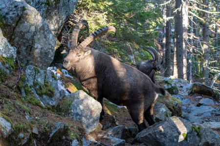 Two male alpine ibexes locking horns on a hiking path in a forest close to Argentiere, Chamonix valley, France.の写真素材