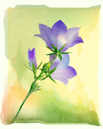 bluebell flowersのイラスト素材