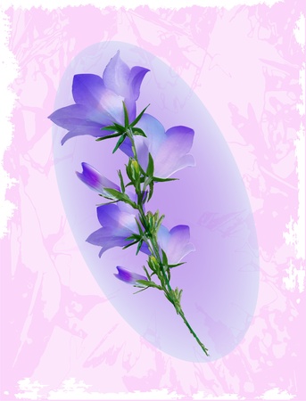 Bluebell. Design for album coverのイラスト素材