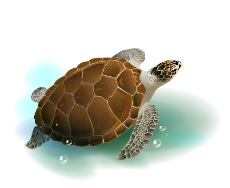 sea turtle swimming in the ocean のイラスト素材