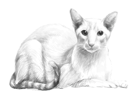 Sketch of the purebred cat.のイラスト素材