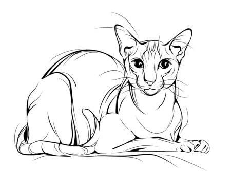 Sketch ink of the purebred house cat.のイラスト素材