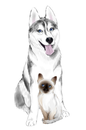White And Gray Adult Siberian Husky Dog and Thai Kitten.のイラスト素材
