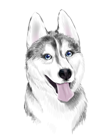 White And Gray Adult Siberian Husky Dog Or Sibirsky Husky With Blue Eyes . Face of dog.のイラスト素材