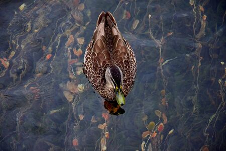A female mallard duck (Anas platyrhynchos) swimming in Lake Rotoroa, with aquatic plants below. Nelson Lakes National Park, South Island, New Zealand.の写真素材