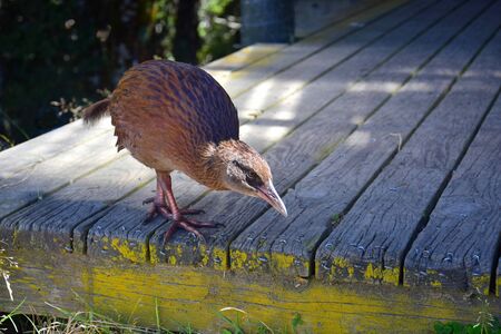 A weka (Gallirallus australis) inspecting Mount Arthur hut in the Kahurangi National Park, looking for some food. New Zealand, South Island.の写真素材