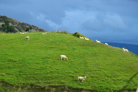 A herd of sheep in New Zealand on a hill under a cloudy sky,の写真素材