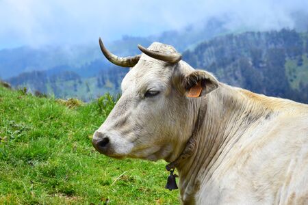 Portrait of a cream colored cow with horns, wearing a cowbell. Landscape in the background. Madeira, Portugal.の写真素材
