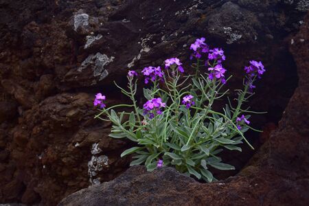 A lilac wallflower (erysimum) on stony ground at Madeira, Portugal.の写真素材