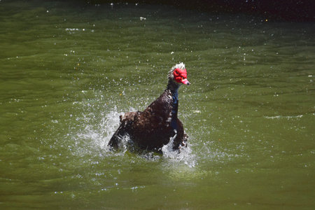 A domestic muscovy duck (Cairina moschata domestica), taking a bath in a pond. Madeira, Portugal.の写真素材