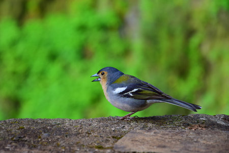A cute Madeiran chaffinch (Fringilla coelebs maderensis) sitting on a rock, singing with open beak....