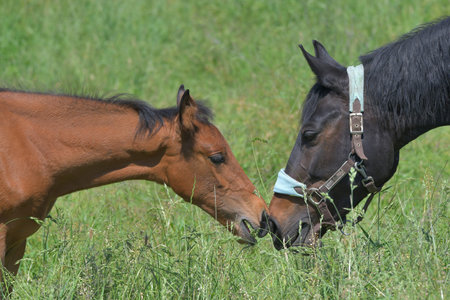 A cute bay warmblood foal and a mare sniffing at each other. The mare is not the mother. The filly...