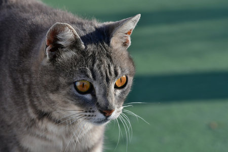 Portrait of a tabby cat looking concentrated on something. Green background.