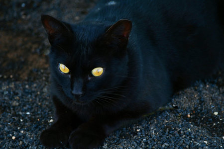 A black cat with bright yellow eyes. She lies in black small lava stones called lapilli. Lanzarote, Spain.の写真素材
