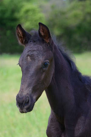 Portrait of a cute young black warmblood filly standing in a green meadow.の写真素材