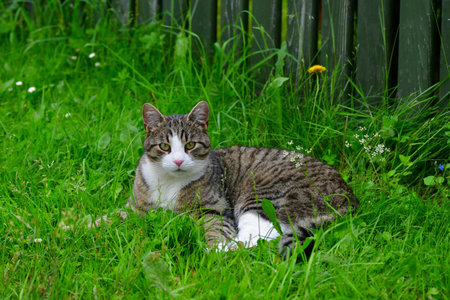 A cute tabby cat with white markings lying in green grass.の写真素材