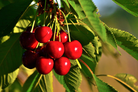 Some red cherries on a cherry tree in the evening sun. Germany.の写真素材