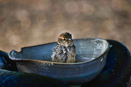 A female Spanish sparrow taking a bath in a ceramic bowl, looking very cute. Lanzarote, Canary Islands, Spain.の写真素材