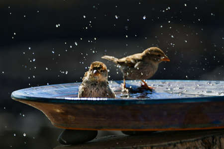 Two female Spanish sparrows (Passer hispaniolensis) taking a bath in a ceramic bowl, looking very cute. Lanzarote, Canary Islands, Spain.の写真素材