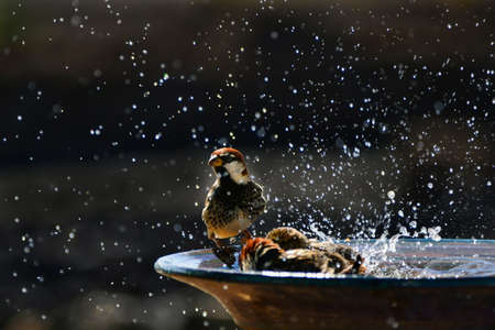 Some Spanish sparrows (Passer hispaniolensis) taking a bath in a ceramic bowl. A male sparrow is sitting on the rim. Lanzarote, Canary Islands, Spain.の写真素材