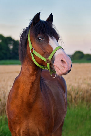 Portrait of a pretty bay pony.