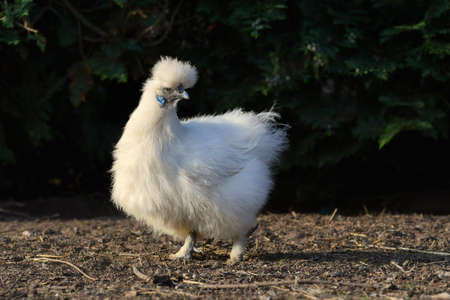 A white Silkie chicken with blue earlobes in the evening sun, running free.の写真素材
