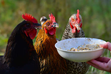 Portrait of three free running chickens of different breeds, eating some grain from a bowl. The bowl is held by a hand. The focus is on the middle one.の写真素材