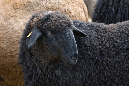 Portrait of a cute black sheep . Other sheep in the background.の写真素材