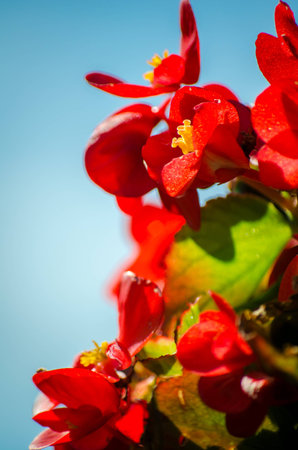 these red flowers are enjoying a sunny day.