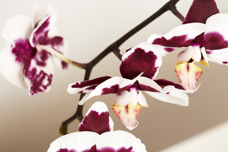 Red and white flowers in close upの写真素材