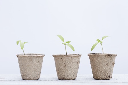 Seedlings in pots against white backgroundの写真素材
