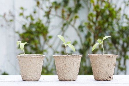 Seedling plants growing in potsの写真素材