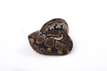 Baby Ball or Royal Python on white backgroundの写真素材