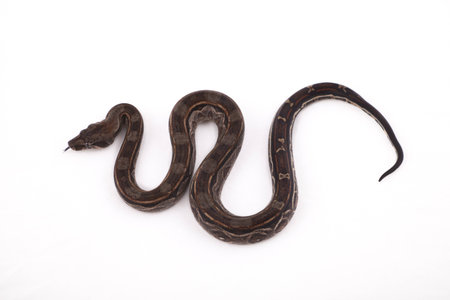 Baby Sonoran Desert Boa constrictor on white background