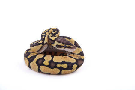 Baby Ball or Royal Python, on white background. Firefly morph.