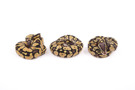 Three baby Ball or Royal Pythons, Firefly morph, in a row on white background